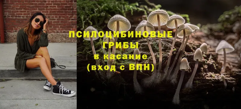 Галлюциногенные грибы Psilocybe  где найти   Заозёрск 